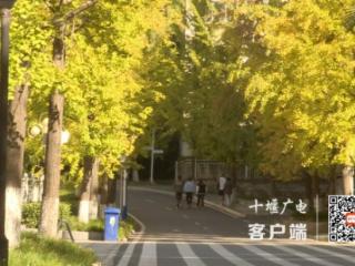 十堰这所高校400余株银杏披“金甲” 赏叶打卡正当时