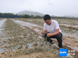 三亚强降雨袭击 一种植户800多亩西瓜地被淹