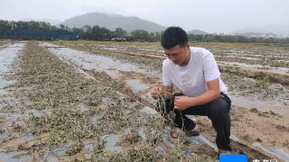 三亚强降雨袭击 一种植户800多亩西瓜地被淹