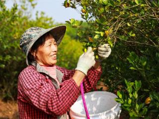 江西吉水：中草药种植助力乡村振兴