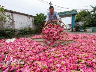 浙江兰溪：种植木芙蓉 助乡村共富