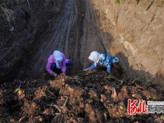 组图｜河北滦南：订单芋头喜获丰收 特色种植成为增收新产业