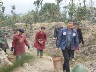 自贡荣县东兴镇长兴林场高产油茶示范基地油茶迎来丰收季