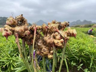 荔波新场村生姜迎来大丰收