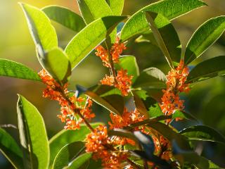 临沂：秋日桂花吐芬芳