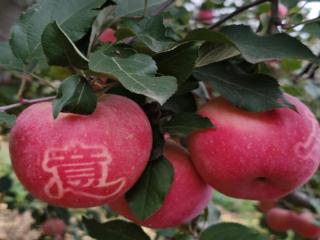 石家庄市平山县东面红村：特色种植富民兴村