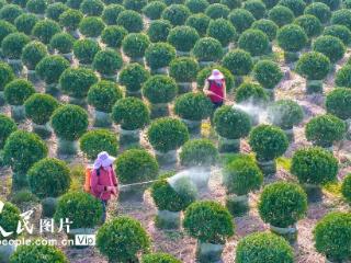 江苏沭阳：花木基地管护忙