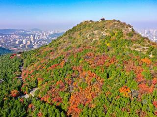 寒潮来临、红叶即去，再看一眼千佛山南坡美丽的红叶