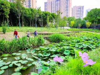 水沟变湿地 清荷香满塘