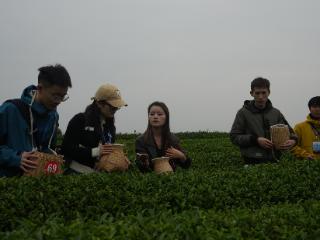 【境内外媒体贵州行】在贵州遇见茶海 湄潭茶远销10多个国家和地区