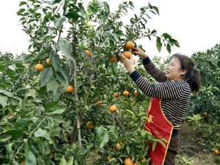 德阳绵竹：爱媛丰收挂满枝 致富路上香满园