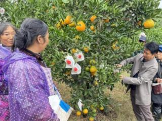 宜宾叙州：柑橘成熟季 农技指导来助力