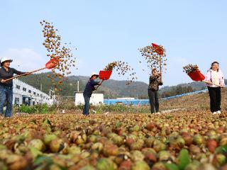 贵州天柱：茶油丰收晾晒忙