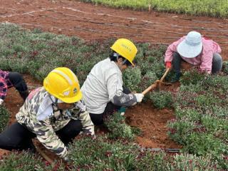 安徽东至：以菊为媒 助力文旅产业锦上添花