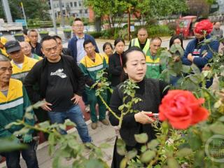 重庆江北区：精细化养护树状月季 有望实现12月开花