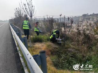 莱山公路建设养护中心：行道树刷白“换新衣”，防冻杀菌展新貌