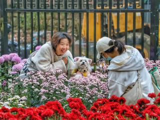 【组图】菊香满园 贵州省植物园菊花展游人如织