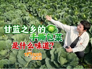 时政Vlog丨甘蓝之乡的手撕包菜是什么味道？