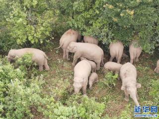 47头亚洲象“组团遛弯”，专家：栖息地减少，象群出走会更频繁