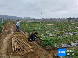 万宁万城镇：强降雨后，农技人员深入田间地头“问诊把脉”