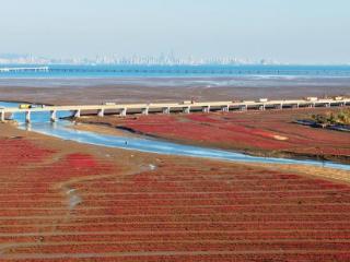 航拍青岛|绝美壮丽！胶州湾洋河入海口再现绵延百里“红海滩”