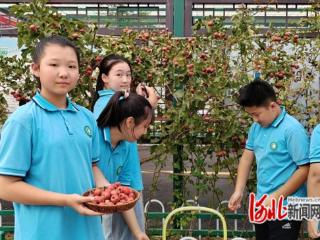 邢台沙河市第六小学开展采摘实践活动