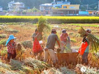 云南孟连28万亩秋粮喜获丰收