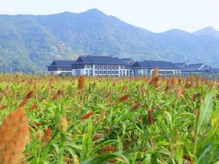 台州桐屿街道：飞龙湖畔高粱红