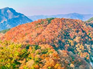 降水、降温、积冰，泰城的雨连下3天！11月12日16时起，泰山景区暂停开放