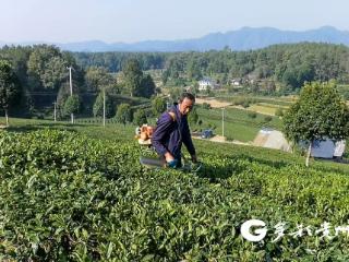 凤冈：秋茶飘香采制忙 漫山绿叶变“金叶”