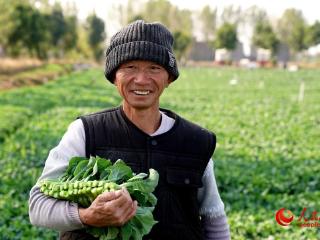 河南唐河：苔菜“绿动”田野 喜悦“溢”满乡村