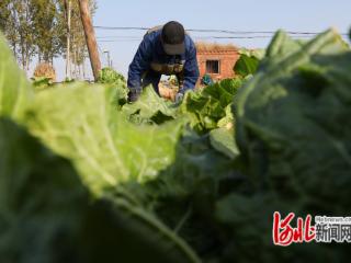 组图｜河北滦南：白菜喜丰收 冬储正当时