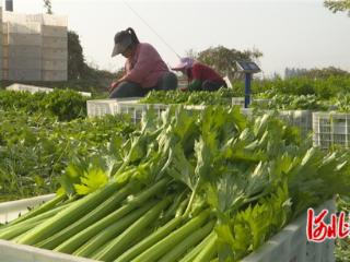 石家庄市鹿泉区：特色种植带动村民就业增收