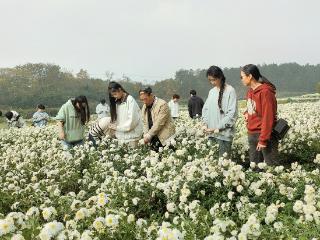 万亩滁菊绽放 师生采摘正忙