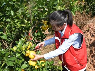 江西交投宁都南收费所志愿者助力果农解燃眉之急