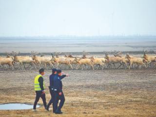 平安警色丨盐城公安：以生态警务守护大美湿地