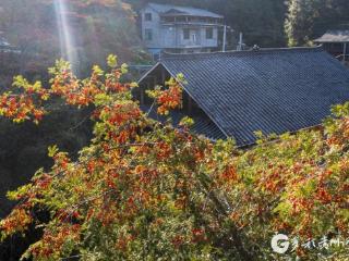 【高清组图】贵州从江：侗寨红豆杉果实红满枝头