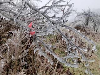 冻雨降临，红池坝美若仙境！