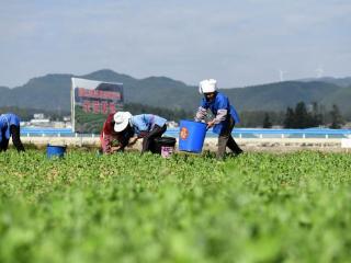 龙里：豌豆尖“掐”出6000万元产值