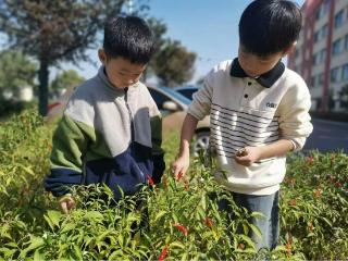 安徽颍上：劳动教育助力“立德树人”