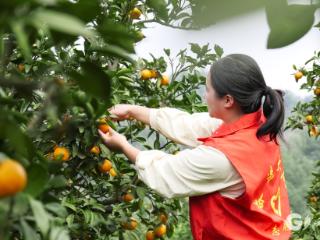 赤水大同：果下枝头 喜上心头