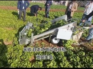 贵州山地叶菜栽培机械化生产节省人力 工作效率提升到10倍