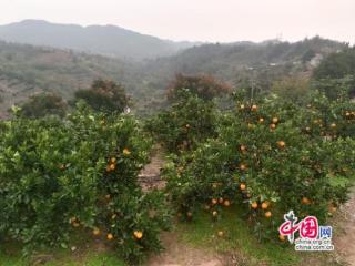 湖南泸溪岩门溪村：发展柑橘产业 成就甜蜜生活