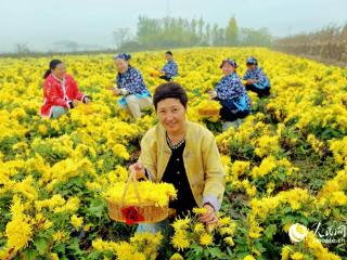 河南林州：金丝皇菊采摘忙 指尖绽放致富梦