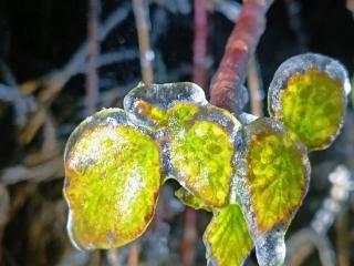 雪落后的重庆城口 来欣赏摄影师镜头下的“冰挂”美景