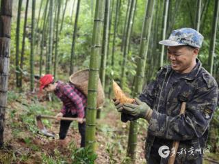 赤水：冬日一口鲜！群众采挖冬笋增收忙