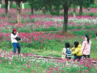 乡村花海引客来（侨乡新貌）