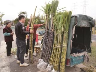 松！脆！甜！ 杭州本地甘蔗来了