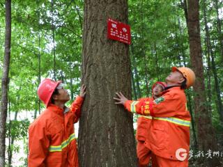 贵州凤冈：林长制从“全面建立”走向“全面见效”