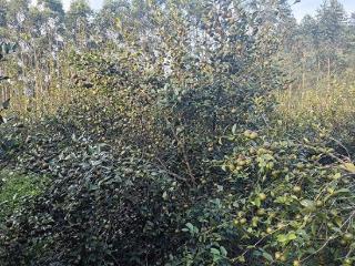 来宾市兴宾区六力村：油茶种植喜获丰收